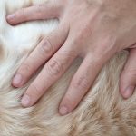 Understanding Your Pet’s Skin And Coat: How To Tailor Your Grooming Routine